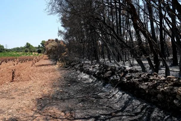 A vineyard field stopped the flames that had completely burned the forest