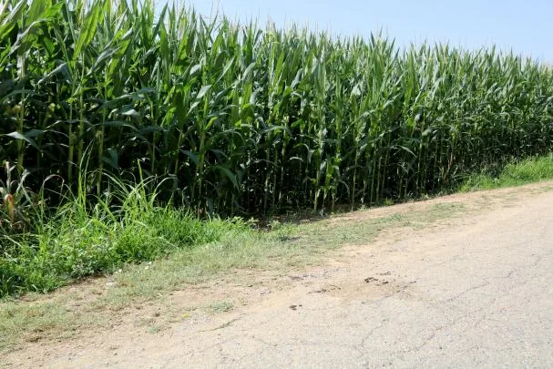 Cornfield where the victim's body was found 