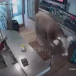 A bull sneaks into a bar in Ribes de Freser without causing injuries