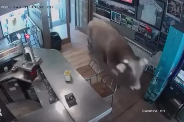 A bull sneaks into a bar in Ribes de Freser without causing injuries