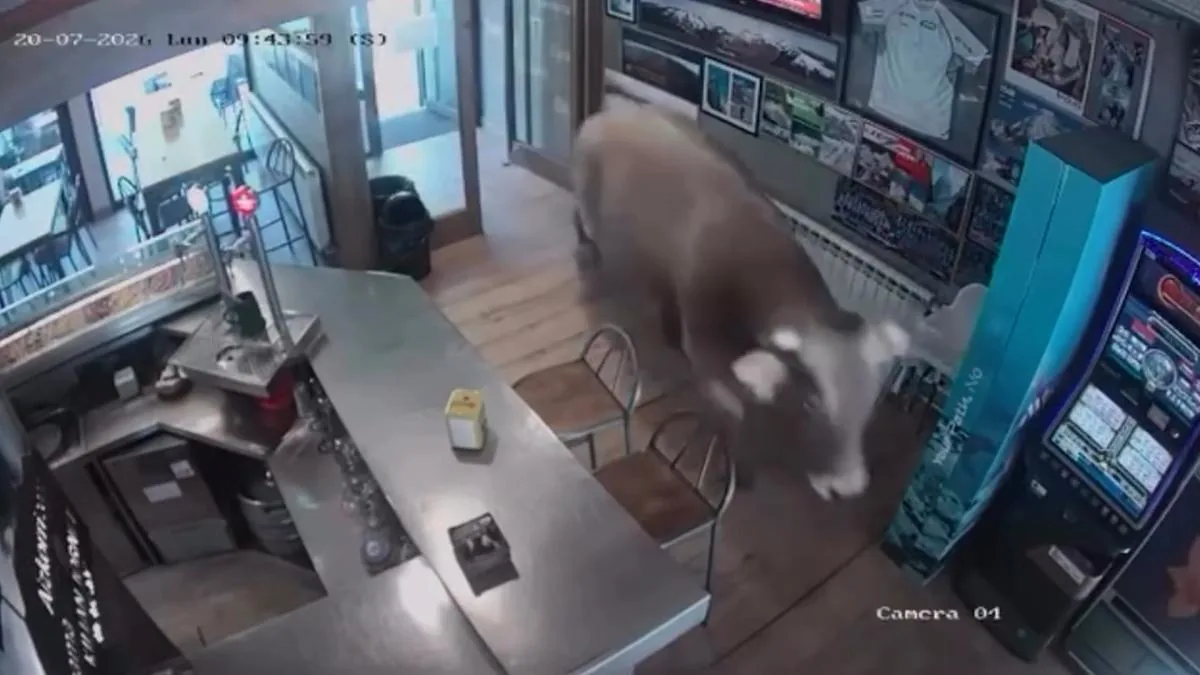 A bull sneaks into a bar in Ribes de Freser without causing injuries