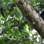 A new species of monkey discovered hidden in the Congo jungle