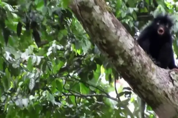 A new species of monkey discovered hidden in the Congo jungle
