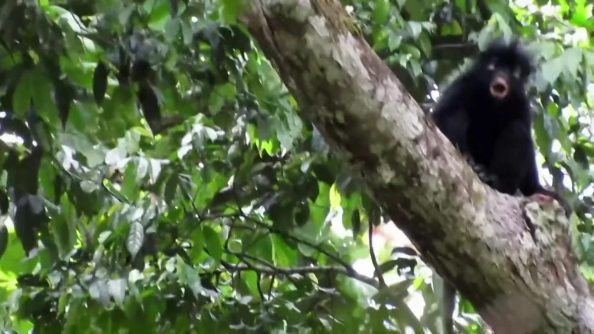 A new species of monkey discovered hidden in the Congo jungle