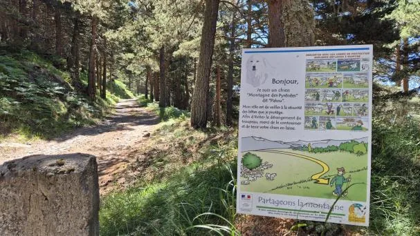 Cartel con consejos para evitar problemas con los perros que protegen rebaños 