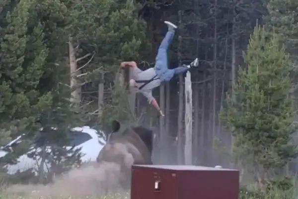 Tourist seriously injured after being charged by an angry bison in Yellowstone