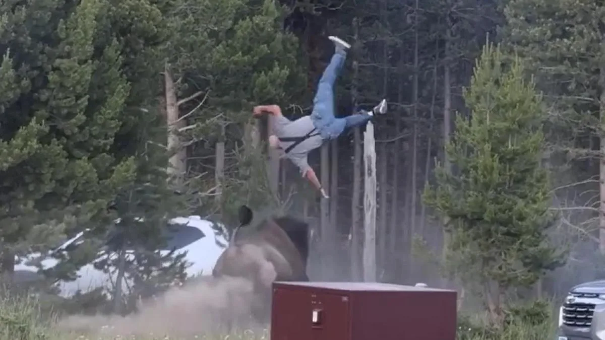 Tourist seriously injured after being charged by an angry bison in Yellowstone
