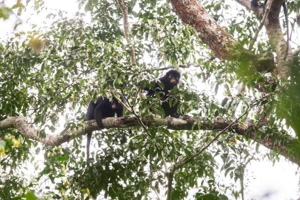 Two 'Likweli' photographed in the Congo jungle