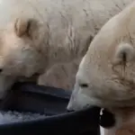 Tons of ice to cool polar bears in a zoo due to heat waves in Europe