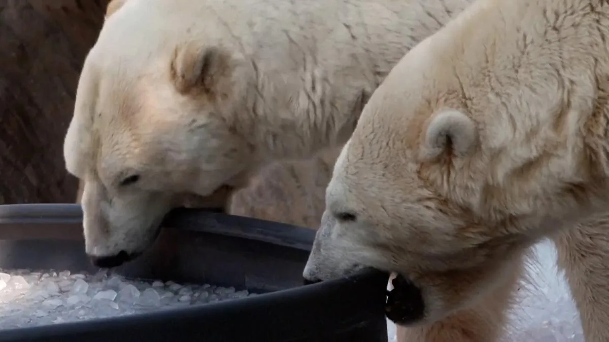 Tons of ice to cool polar bears in a zoo due to heat waves in Europe