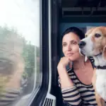 Renfe will allow travel with dogs up to 40 kilos on all its trains from July 21: price, requirements, and exclusions