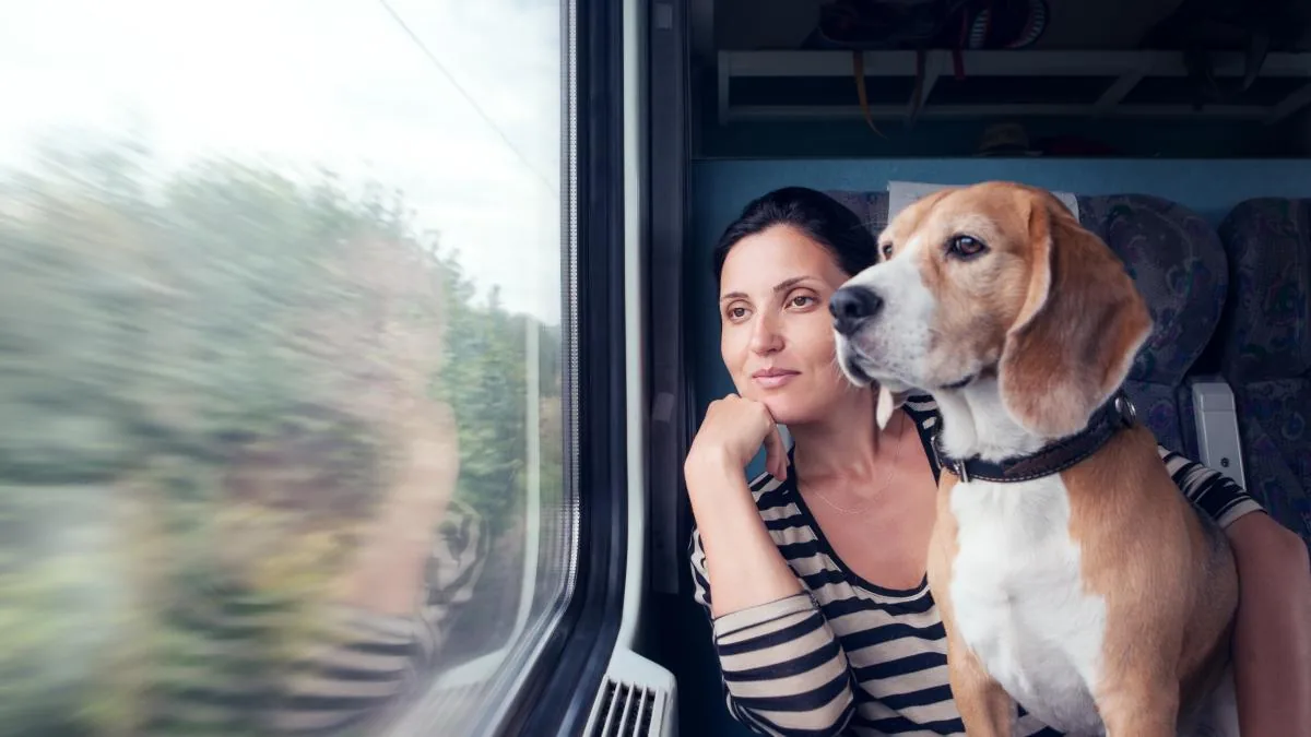 Renfe will allow travel with dogs up to 40 kilos on all its trains from July 21: price, requirements, and exclusions