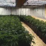 Drug thieves: assault on the Riudarenes plantation