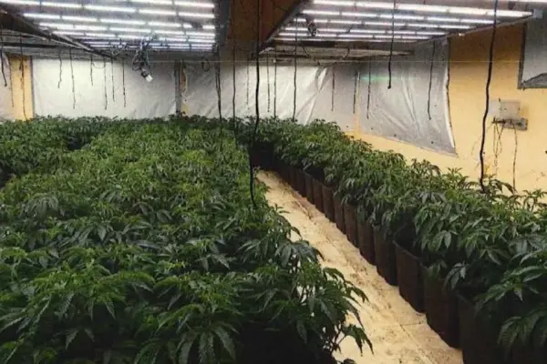 Drug thieves: assault on the Riudarenes plantation