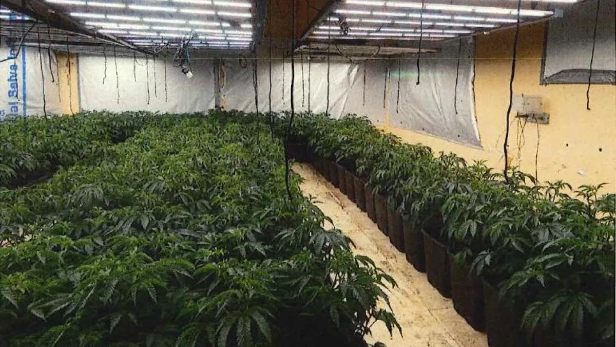 Drug thieves: assault on the Riudarenes plantation