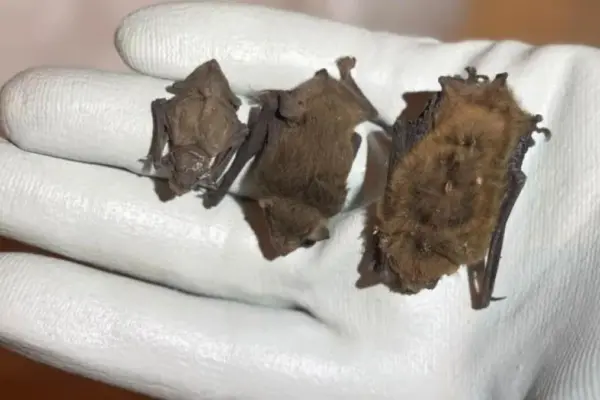 Leaving your house because it has been occupied by a colony of protected bats