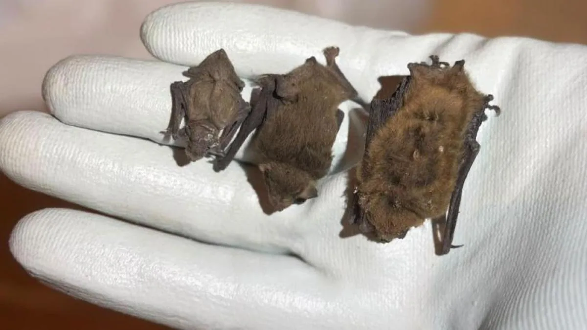 Leaving your house because it has been occupied by a colony of protected bats