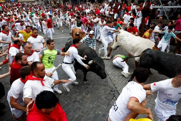 Runners surround the Miura bulls during the route