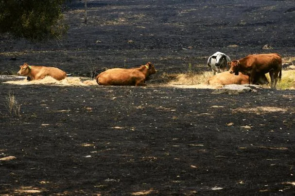 Cattle in an area affected by the Ávila fire