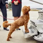 ITA Airways launches a new service allowing dogs up to 30 kg to travel in the airplane seat