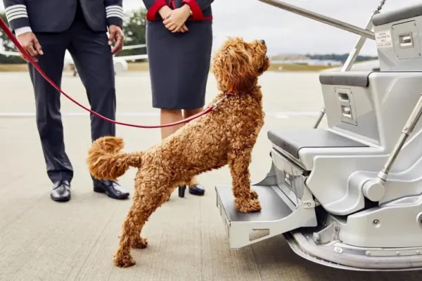 ITA Airways launches a new service allowing dogs up to 30 kg to travel in the airplane seat