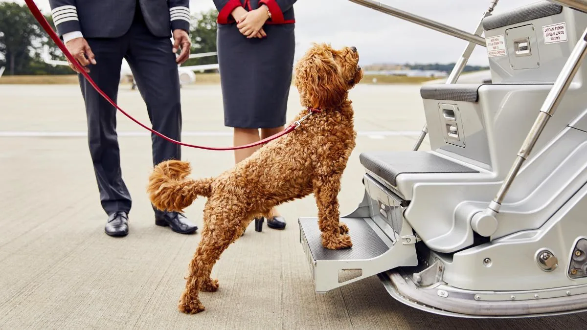 ITA Airways launches a new service allowing dogs up to 30 kg to travel in the airplane seat