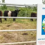 Legarda, the town that burned down in 2022: this is how they now protect themselves from fire with cows, sprinklers, and drills