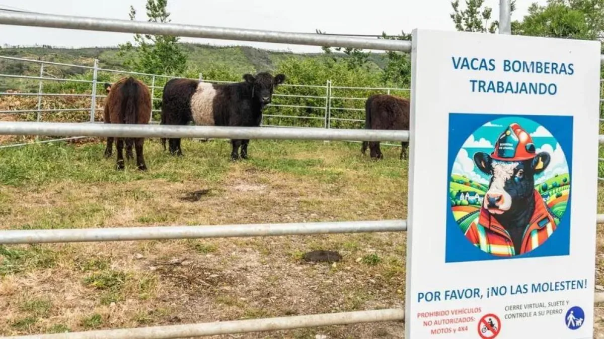 Legarda, the town that burned down in 2022: this is how they now protect themselves from fire with cows, sprinklers, and drills