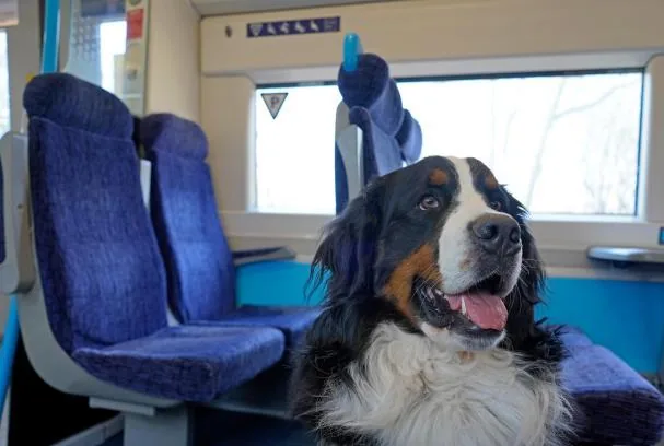 Dogs under one year old, potentially dangerous breeds, and females in heat are excluded, as well as some trains with special conditions.