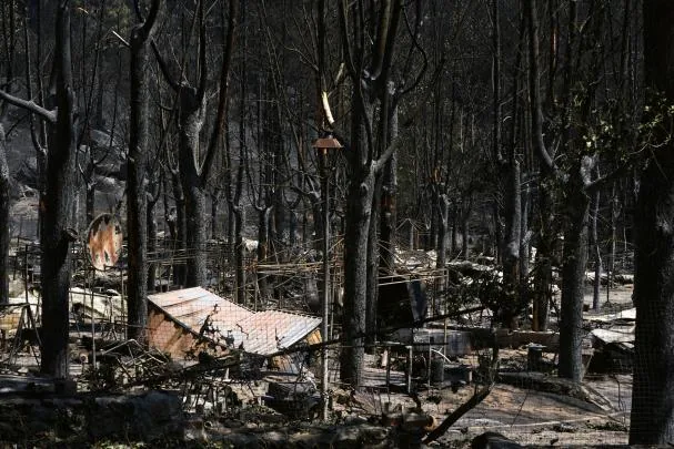 Burned landscape in the Iruelas Valley Natural Park devastated by the Burgohondo fire (Ávila) this Sunday. EFE/Raúl Sanchidrián