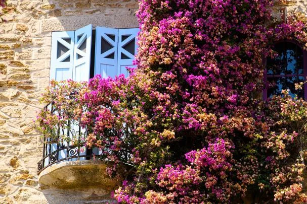 Bougainvilleas are part of the landscape of Bormes-les-Mimosas