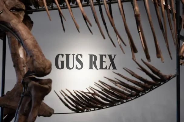 Gus the Tyrannosaurus Rex skeleton at Sotheby's auction house in New York City, U.S. July 1, 2026. REUTERS/Jordan Tovin