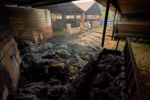 Livestock farm burned down in the town of Casavieja (Ávila), this Monday.