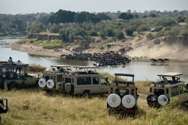 The Great Migration of wildebeests in the Serengeti, on the couch