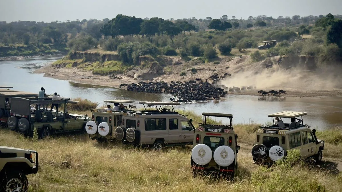 The Great Migration of wildebeests in the Serengeti, on the couch