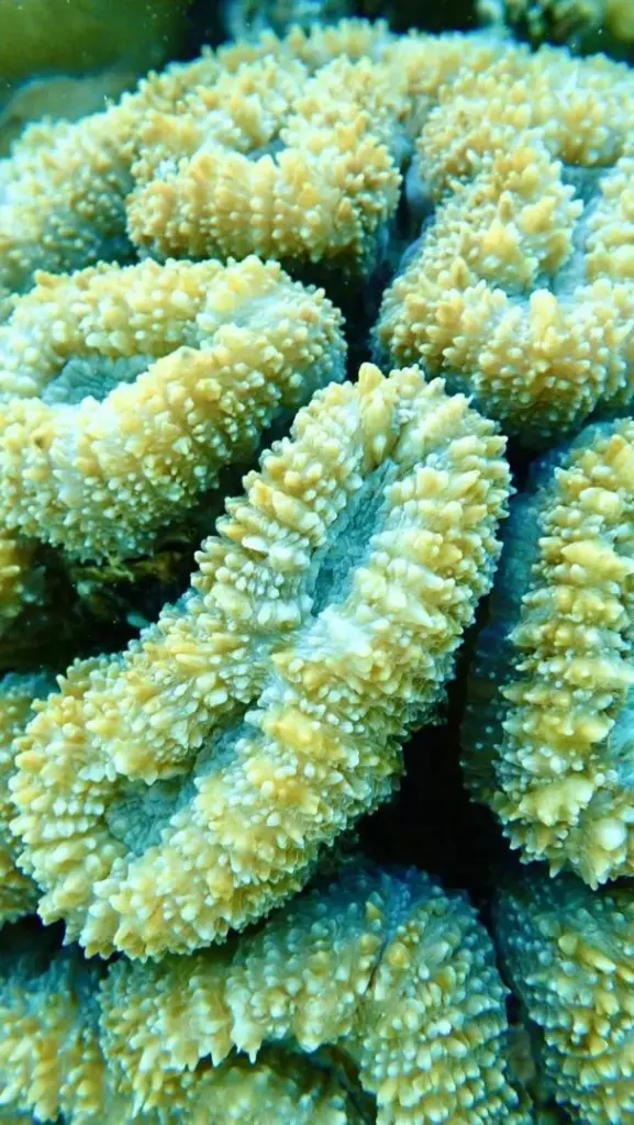 View of the corals in the waters of the Maldives