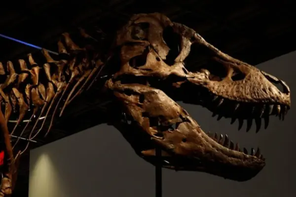 “Gus”, the most expensive T-Rex in the world sold at an auction in New York
