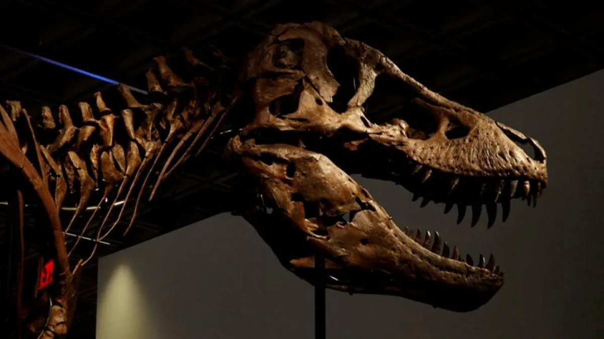 “Gus”, the most expensive T-Rex in the world sold at an auction in New York