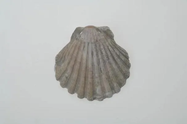 One of the pilgrim shells from the Camino de Santiago found in the Västerhus cemetery