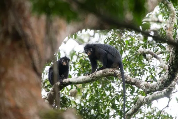 The peculiar characteristic of this new monkey is its face