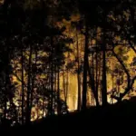 The forest of Fontainebleau is burning, a natural gem near Paris