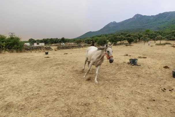 Horses flee in Cenicientos after being released by their owners 