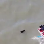 Firefighters rescue dog missing for two weeks that was swimming in San Francisco Bay