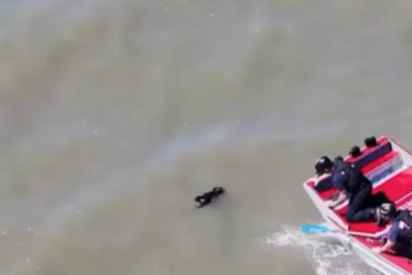 Firefighters rescue dog missing for two weeks that was swimming in San Francisco Bay
