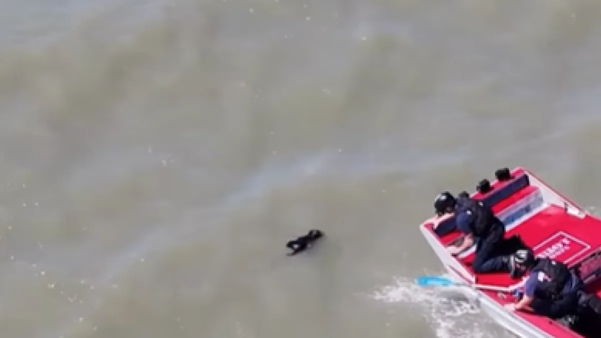 Firefighters rescue dog missing for two weeks that was swimming in San Francisco Bay