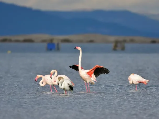 The Ebro Delta is a biodiversity sanctuary where you can observe colonies of pink flamingos at sunset