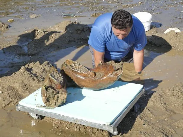 A scientist examines the remains of a mammoth discovered near Ryahovo, in the bed of the Danube. A jaw, tusks, part of a scapula, and a femur have been identified 