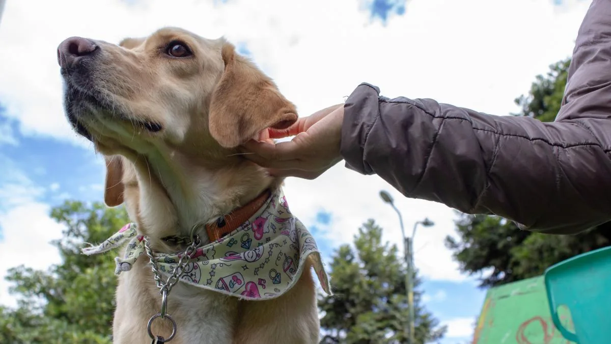 The City Council of València publishes tips for pets during the solar eclipse