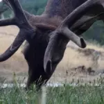 Tomás, the deer that traveled 50 kilometers to return to his village in Zamora