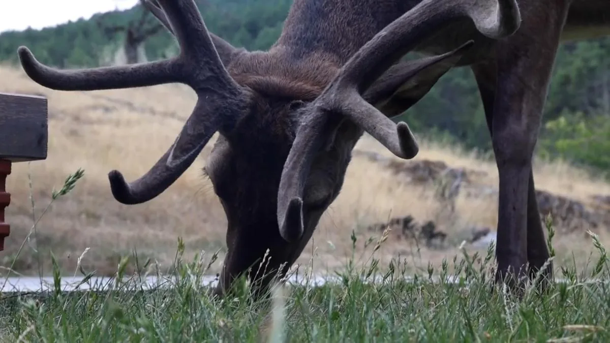 Tomás, the deer that traveled 50 kilometers to return to his village in Zamora